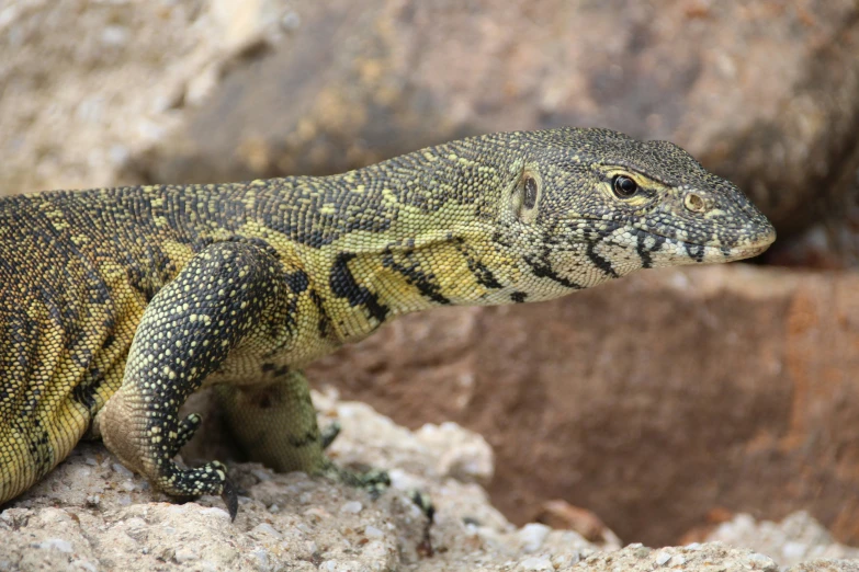a large green and yellow lizard laying on top of a rock