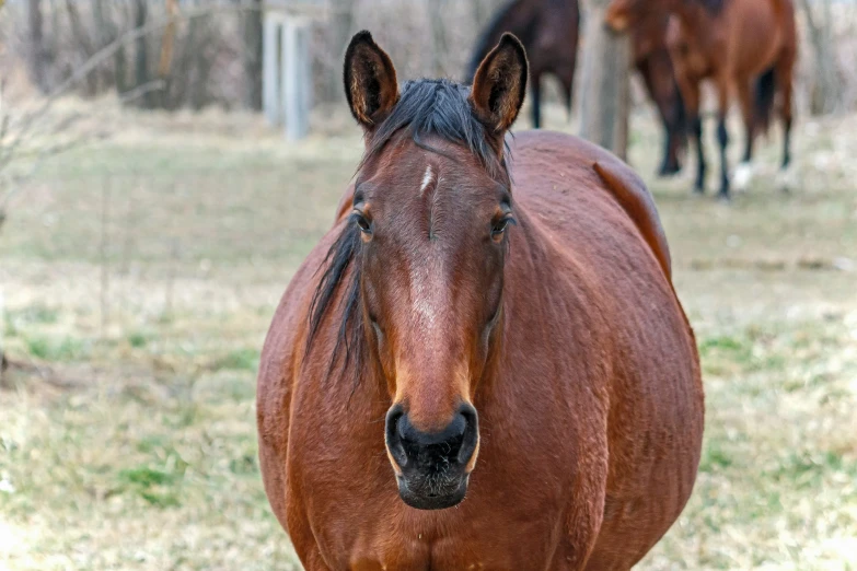 the horse is standing outside and looking at soing