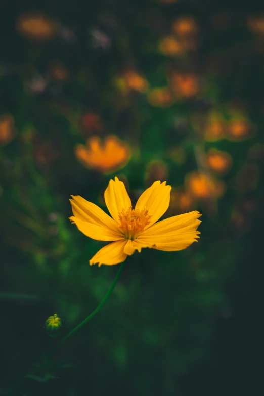 a bright yellow flower standing out in the grass