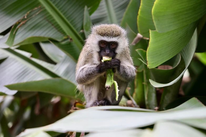 a monkey that is sitting on a nch of plant