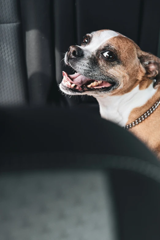 a small brown and white dog sticking his tongue out