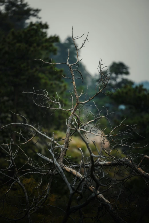 the nches of a tree that have been bent back