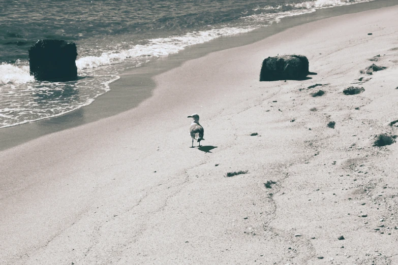 a bird walks in the sand next to the beach