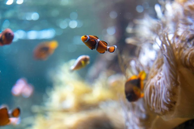 two fish swimming in an aquarium with some other ones