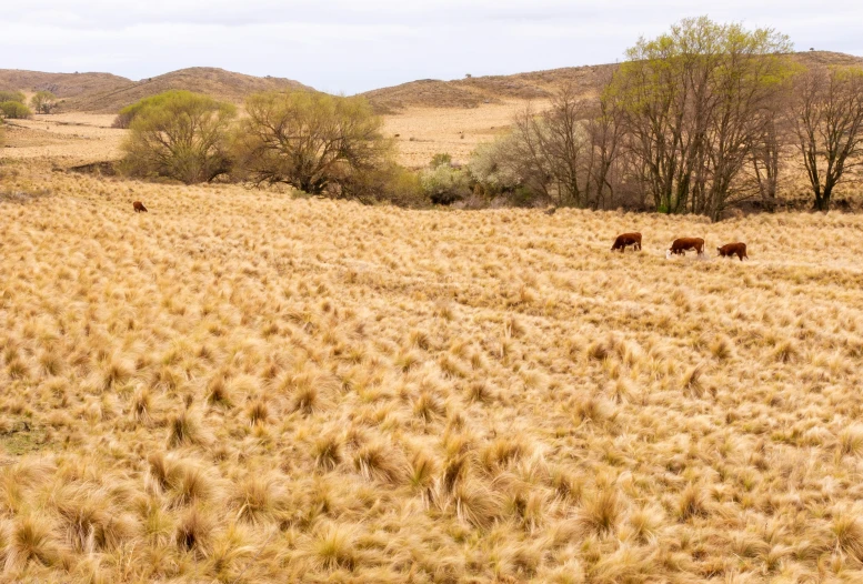 an open field with some cows and trees