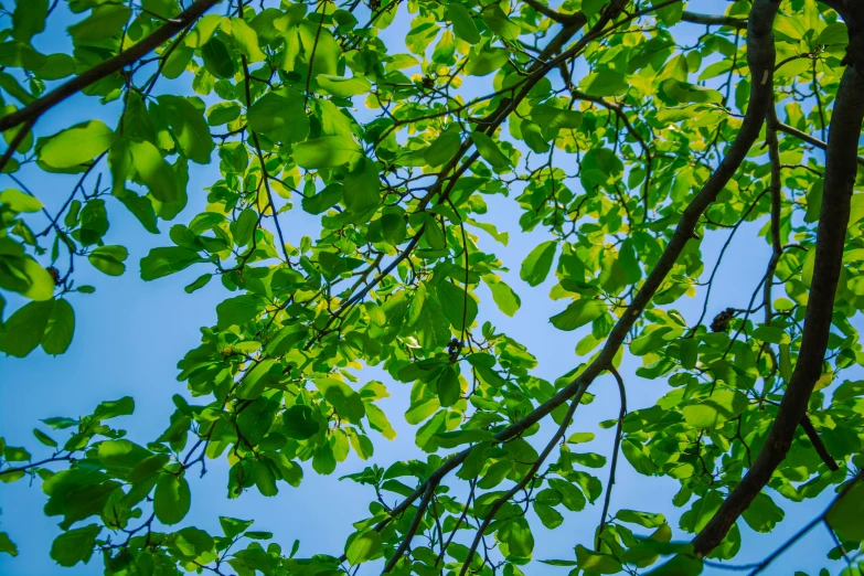 nches reaching up into the blue sky on a sunny day