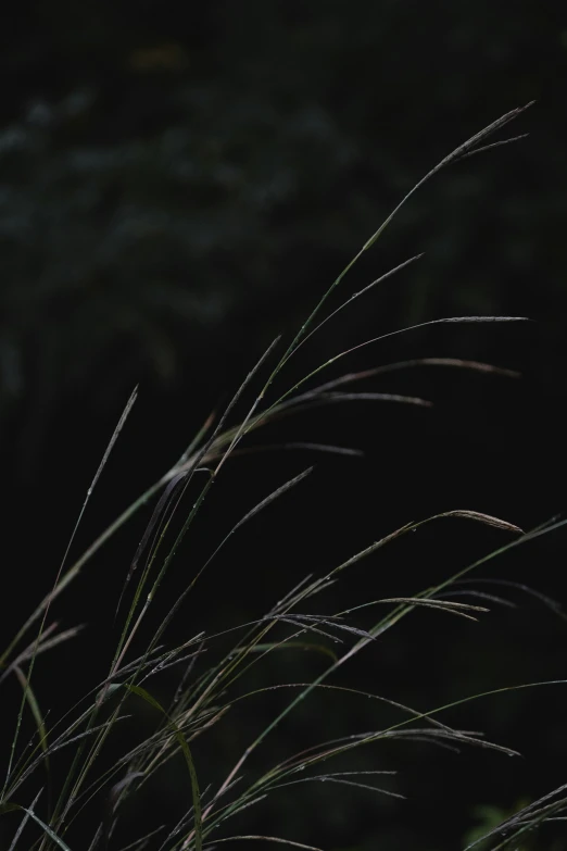 an up close picture of tall grass with some light on the ground