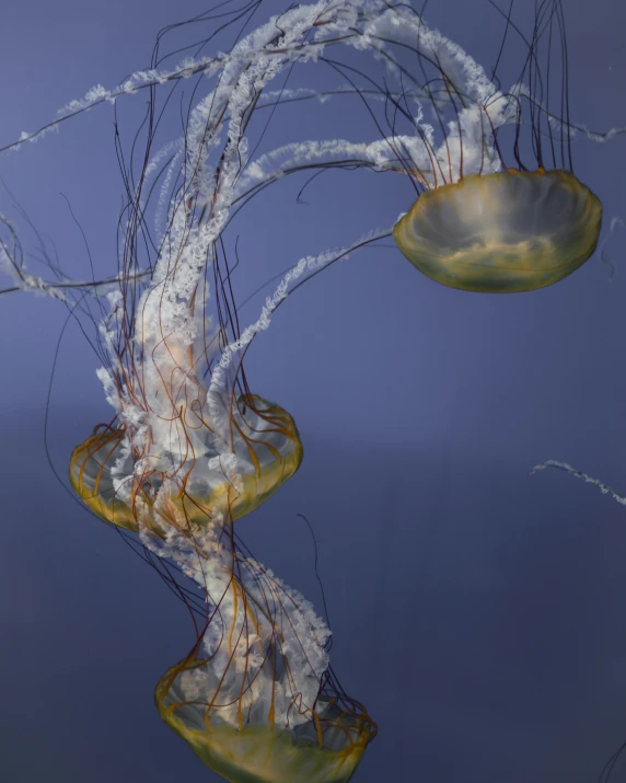 two jellyfish in a pool with clear blue water