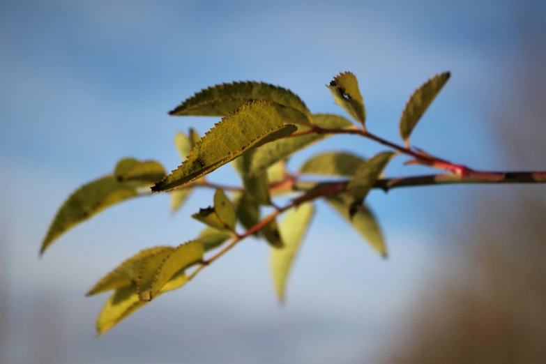 there is a leaf nch with lots of leaves