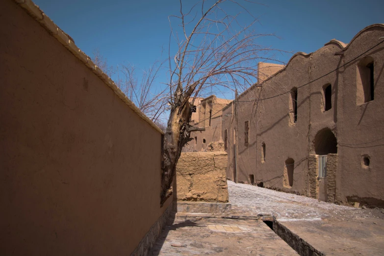 view of a tree growing on the side of a building