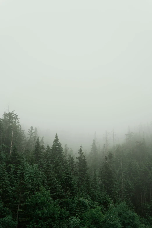 fog covered trees and shrubs in the distance