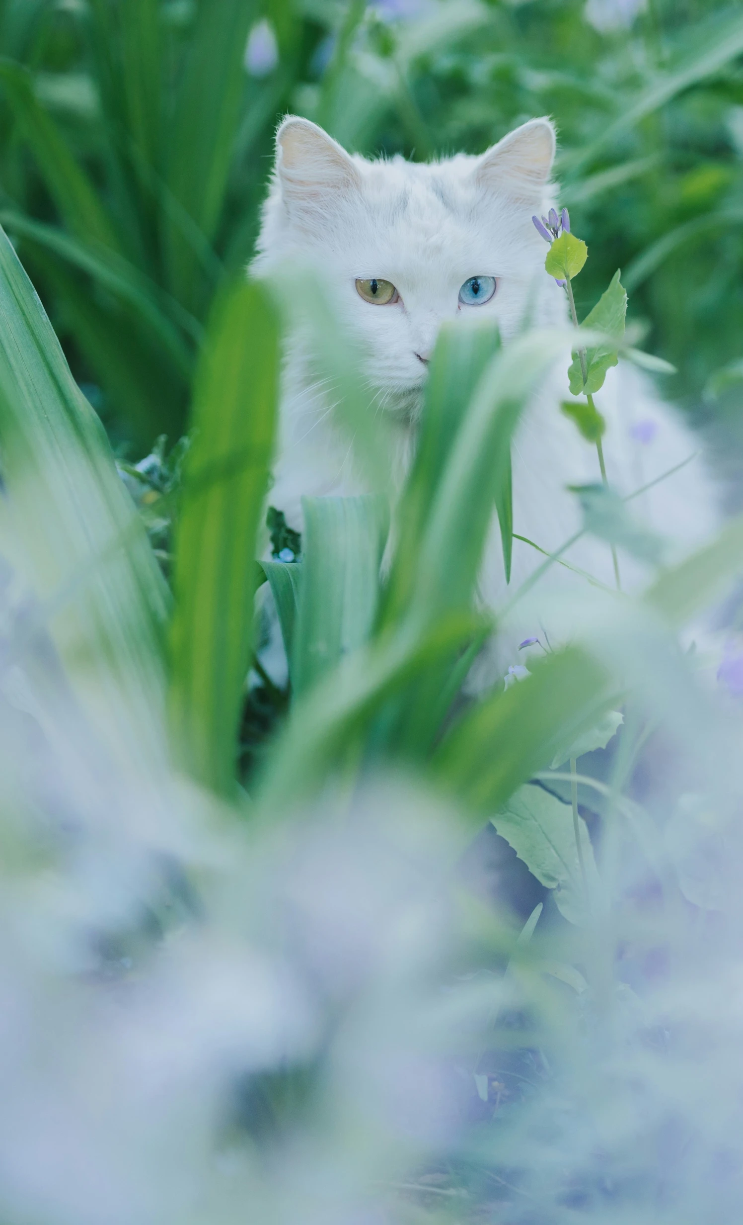 a white cat peeking out from behind the tall grass