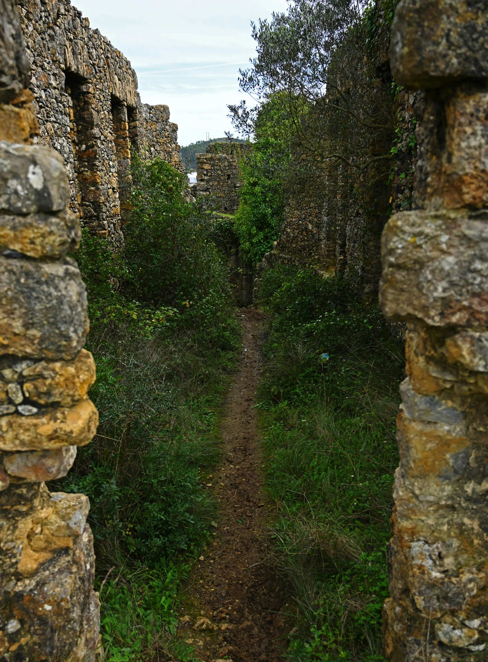 a path running through the middle of a forest