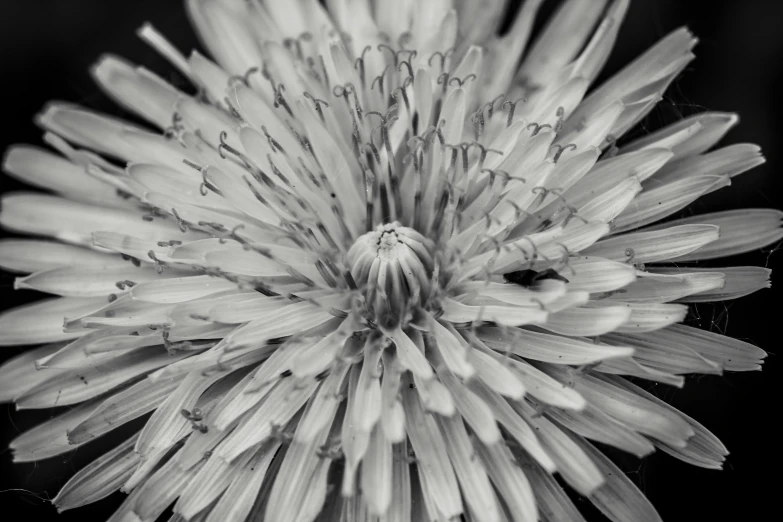 a very big pretty pretty flower with water droplets