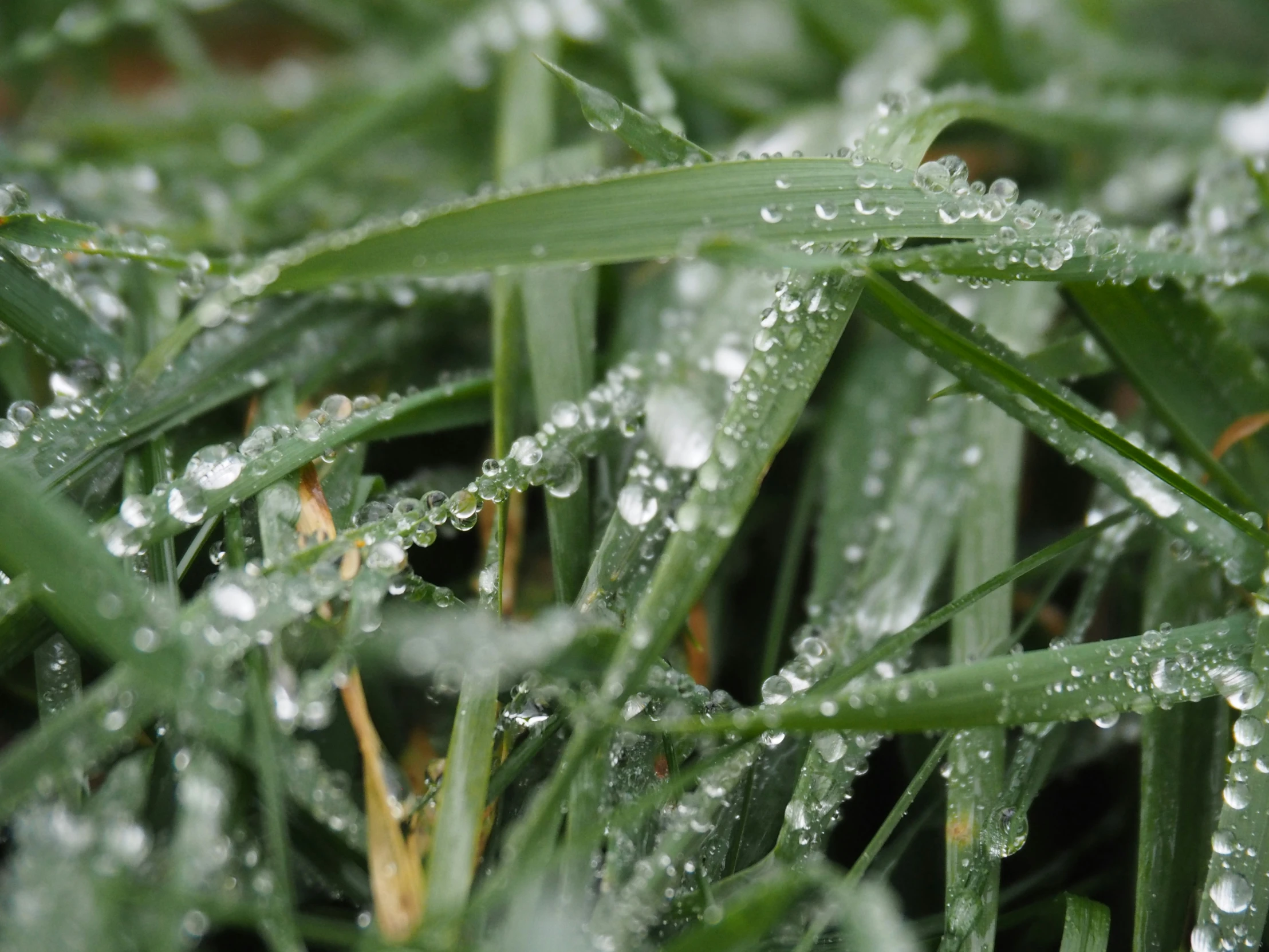 drops of water sit on a blade of grass