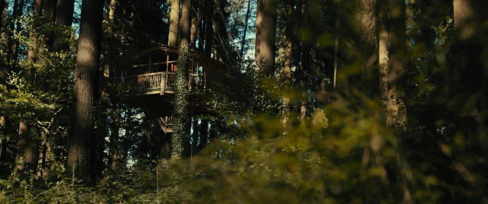 a wooden platform nestled between tall trees in the forest