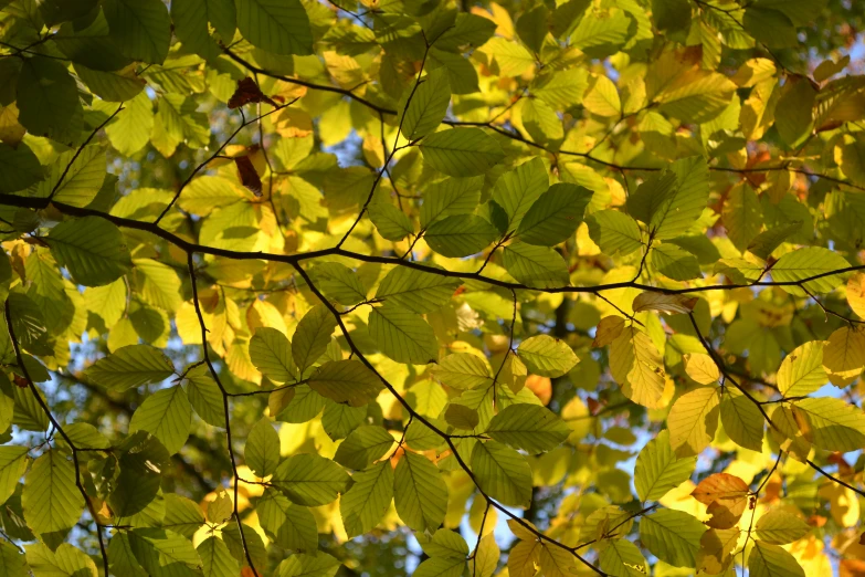 the leaves and nches of a tree, from below