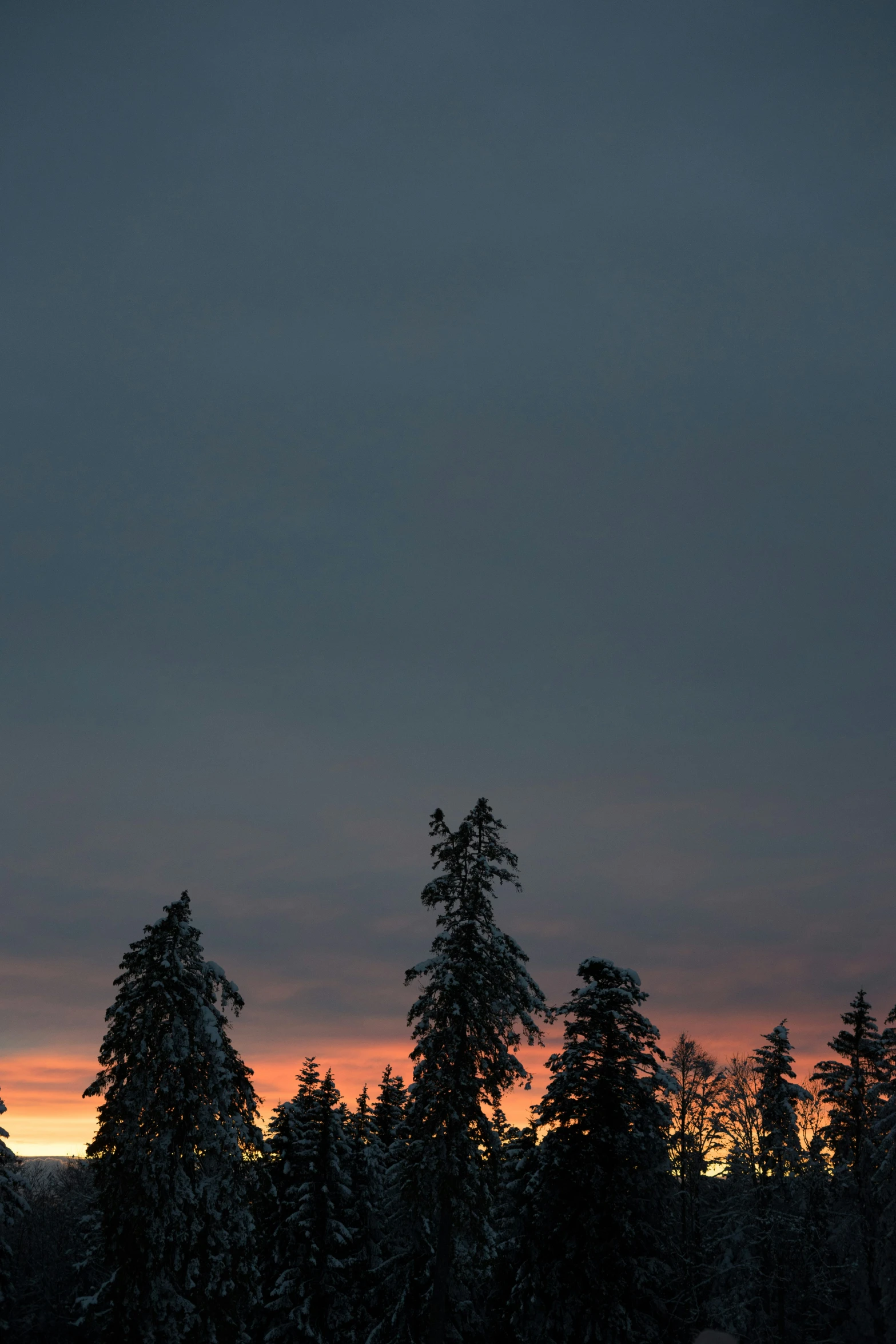 trees with one lit up on the top at night time