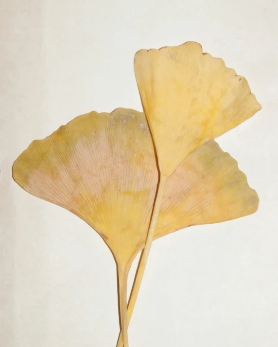 a large, pale yellow leaf on a white background