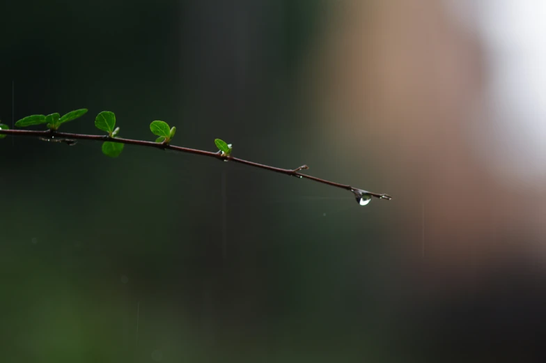 some small sprouts and water drop hanging on a twig