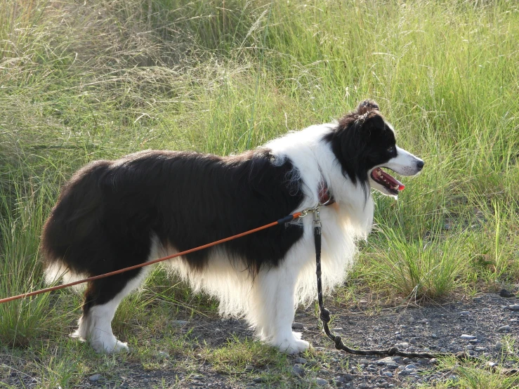 a dog standing in a field on a leash