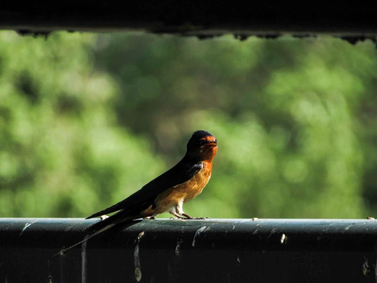 the bird is sitting on the top of the roof