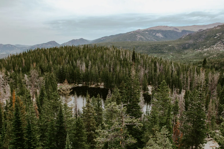 a body of water surrounded by lush green trees