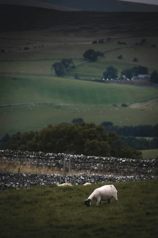 a sheep eating grass in a fenced field