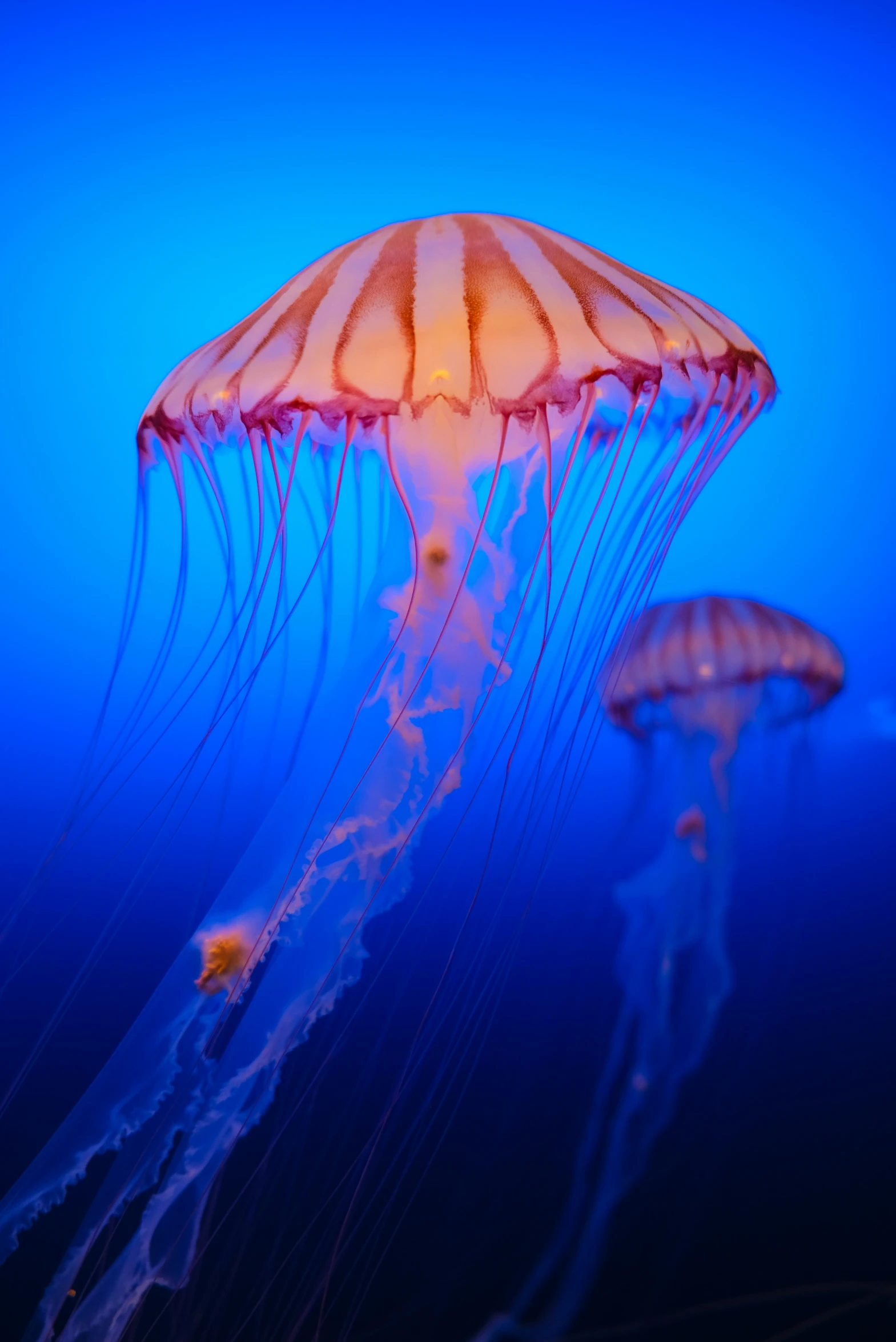 several jellyfish in an aquarium on blue waters