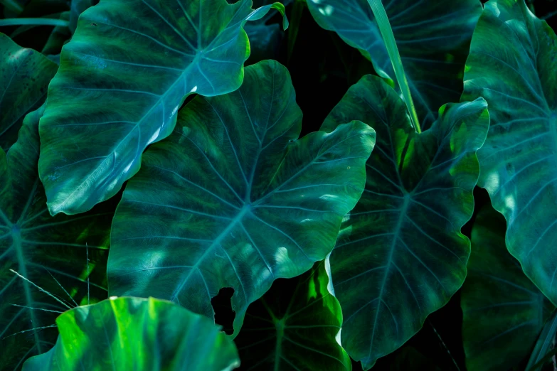 a group of green leaves are shown here