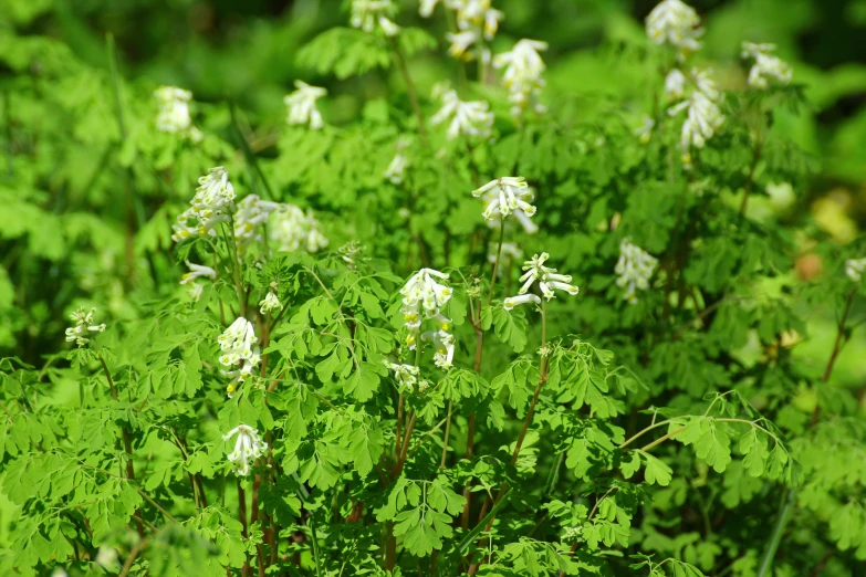 a bunch of wild flowers and green leaves