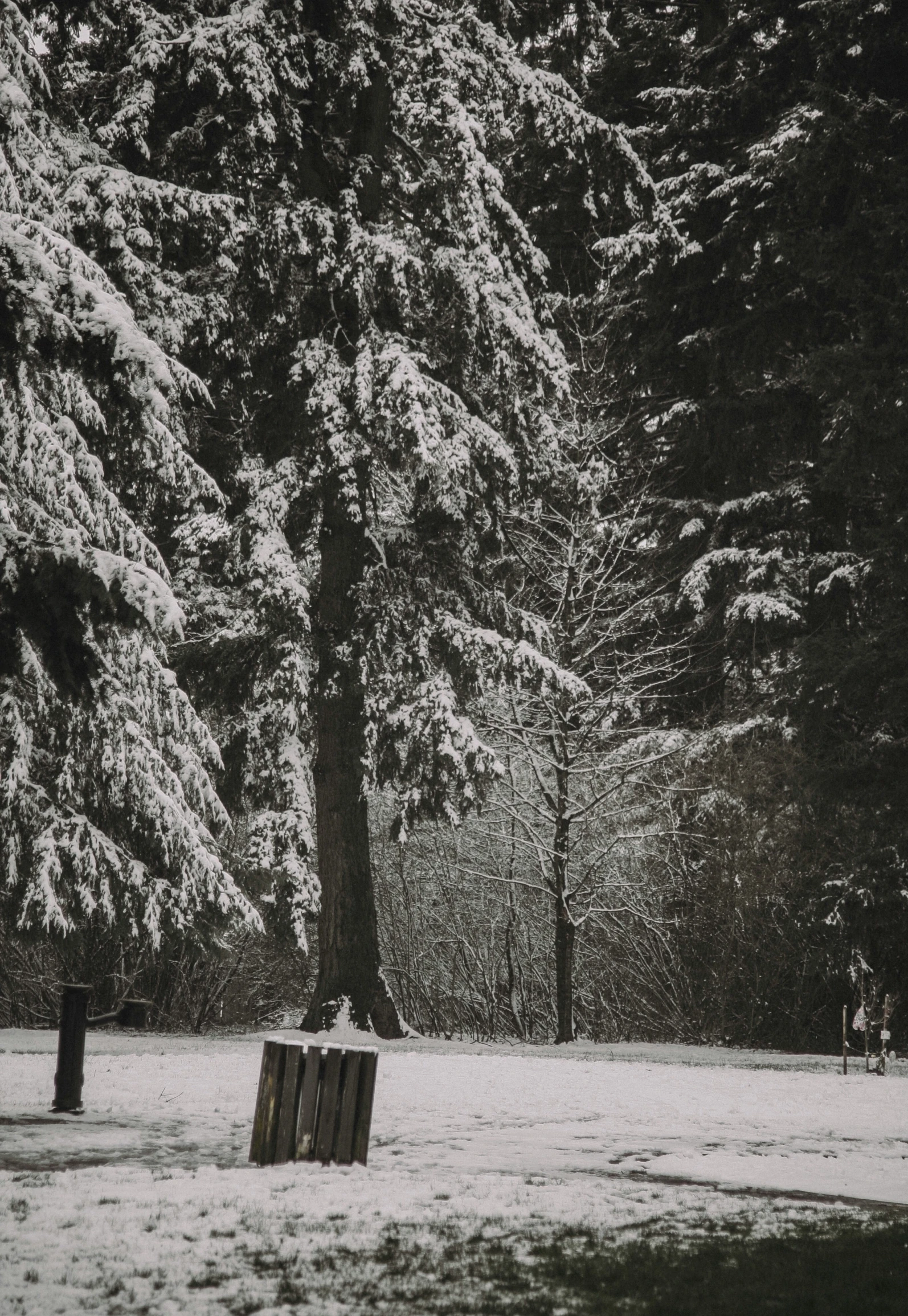 a large tree in a park covered with snow