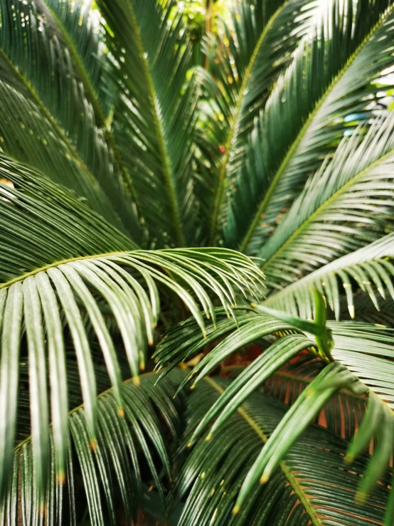 several green leaves on a palm tree