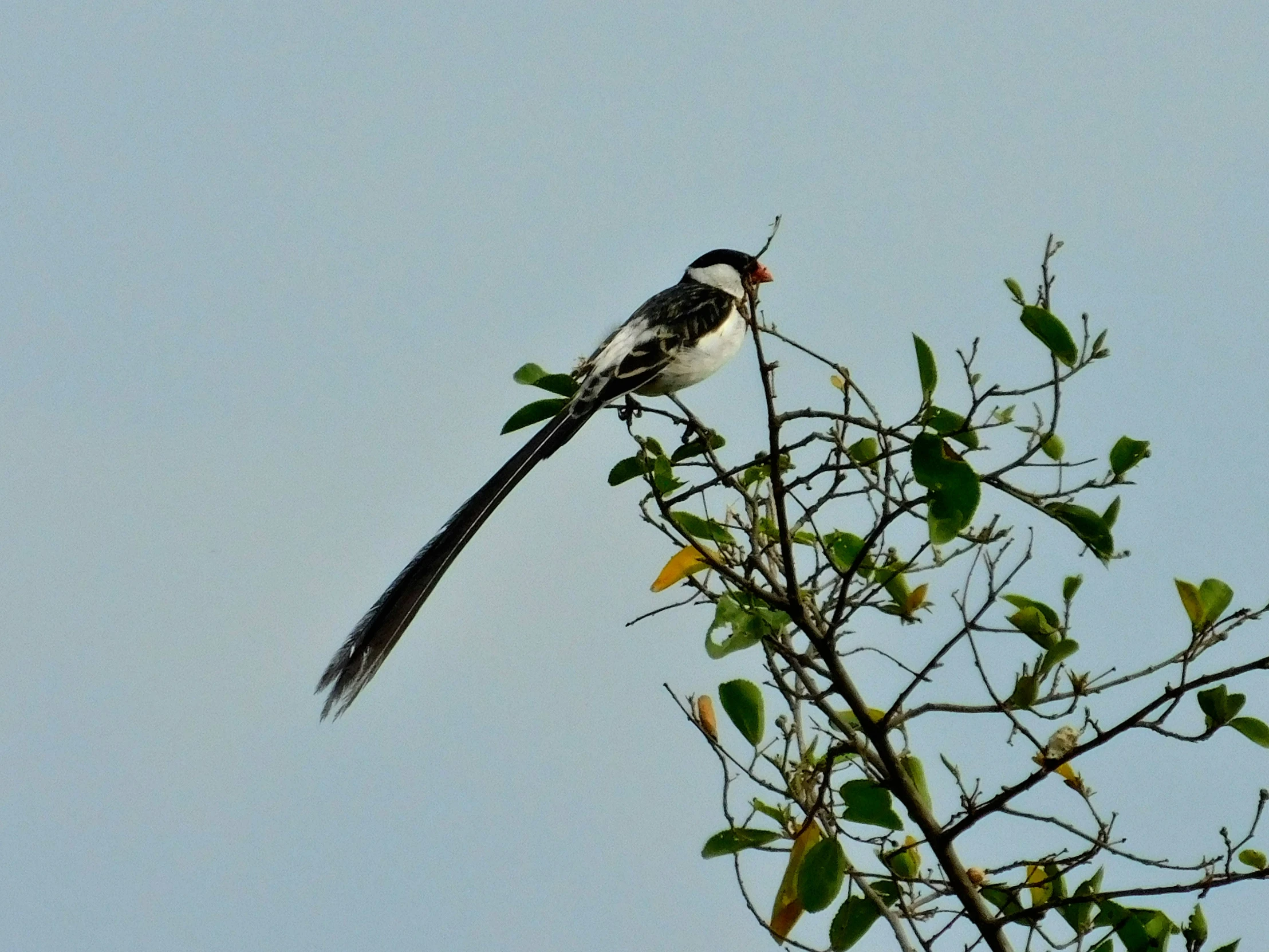 a small bird perched on top of a leafy tree