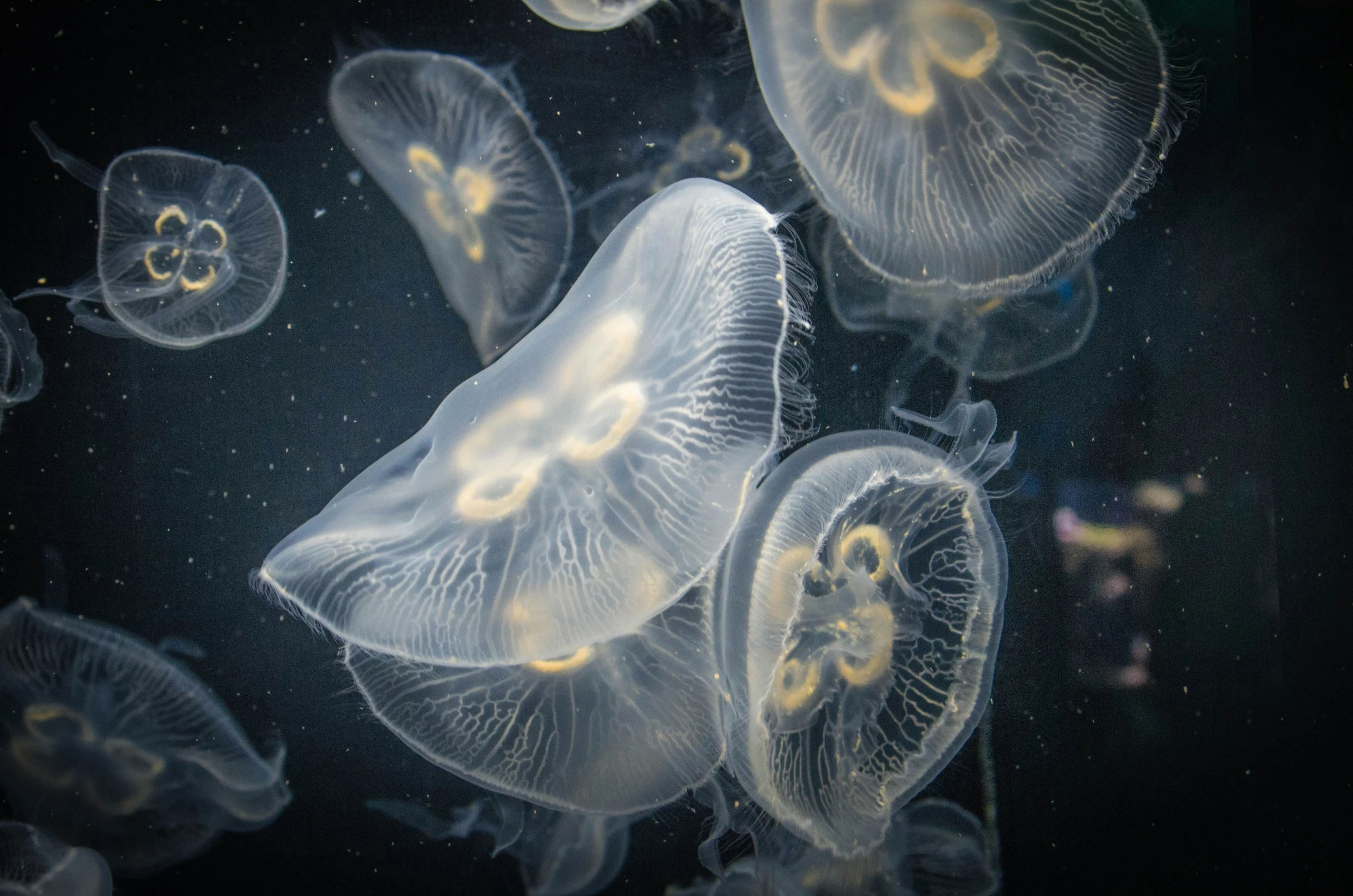 several jelly fish swimming in the water