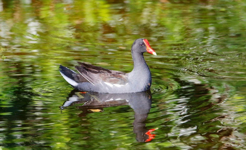 a gray duck swimming through the water next to plants