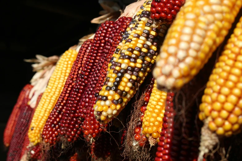 a bunch of ripe corn that is hanging on a rack