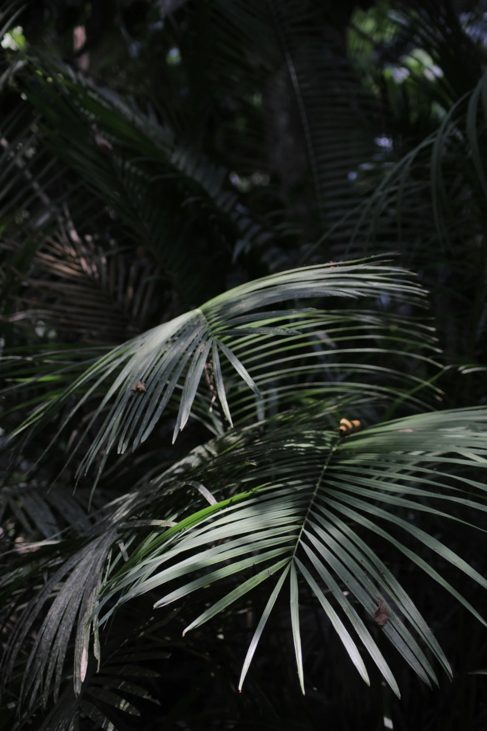 closeup of some large tropical plants on the ground