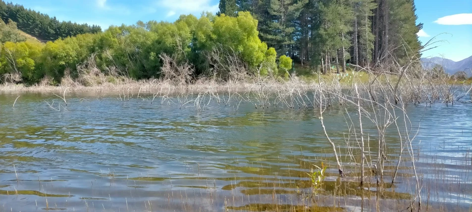 a river surrounded by forest with water plants and trees