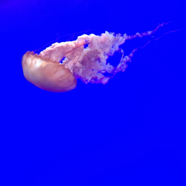 a jellyfish swimming on dark blue water