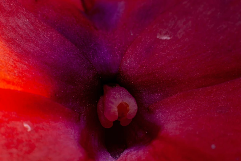 this is an image of a pink flower with pink petals