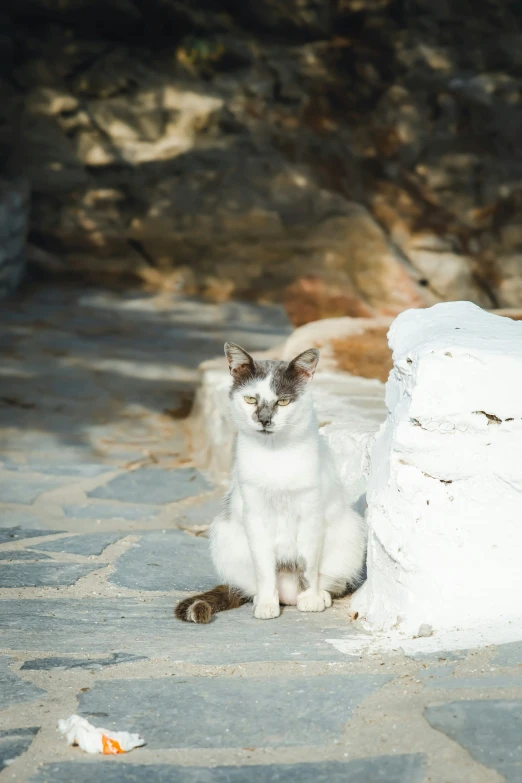 a little kitten is sitting on the sidewalk