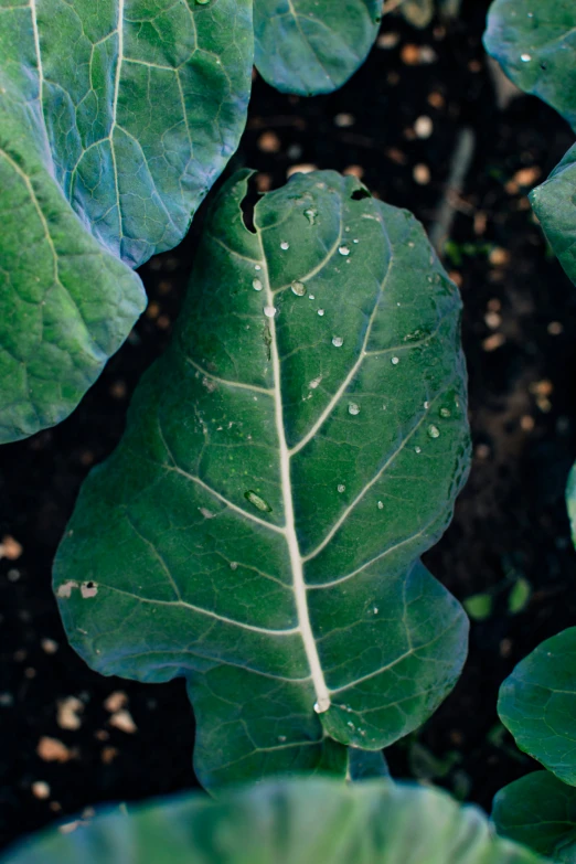 a green leafy plant with drops on it