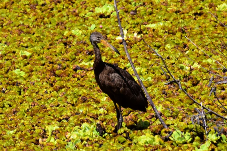 a large bird walking through a lush green ground