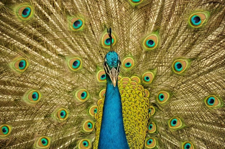 a peacock displaying its feathers full of feathers