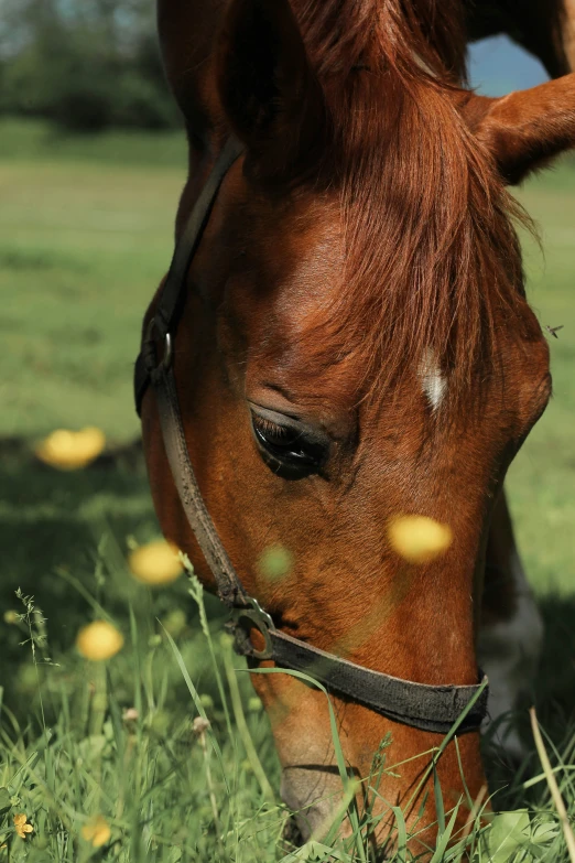 a horse in a field eating grass