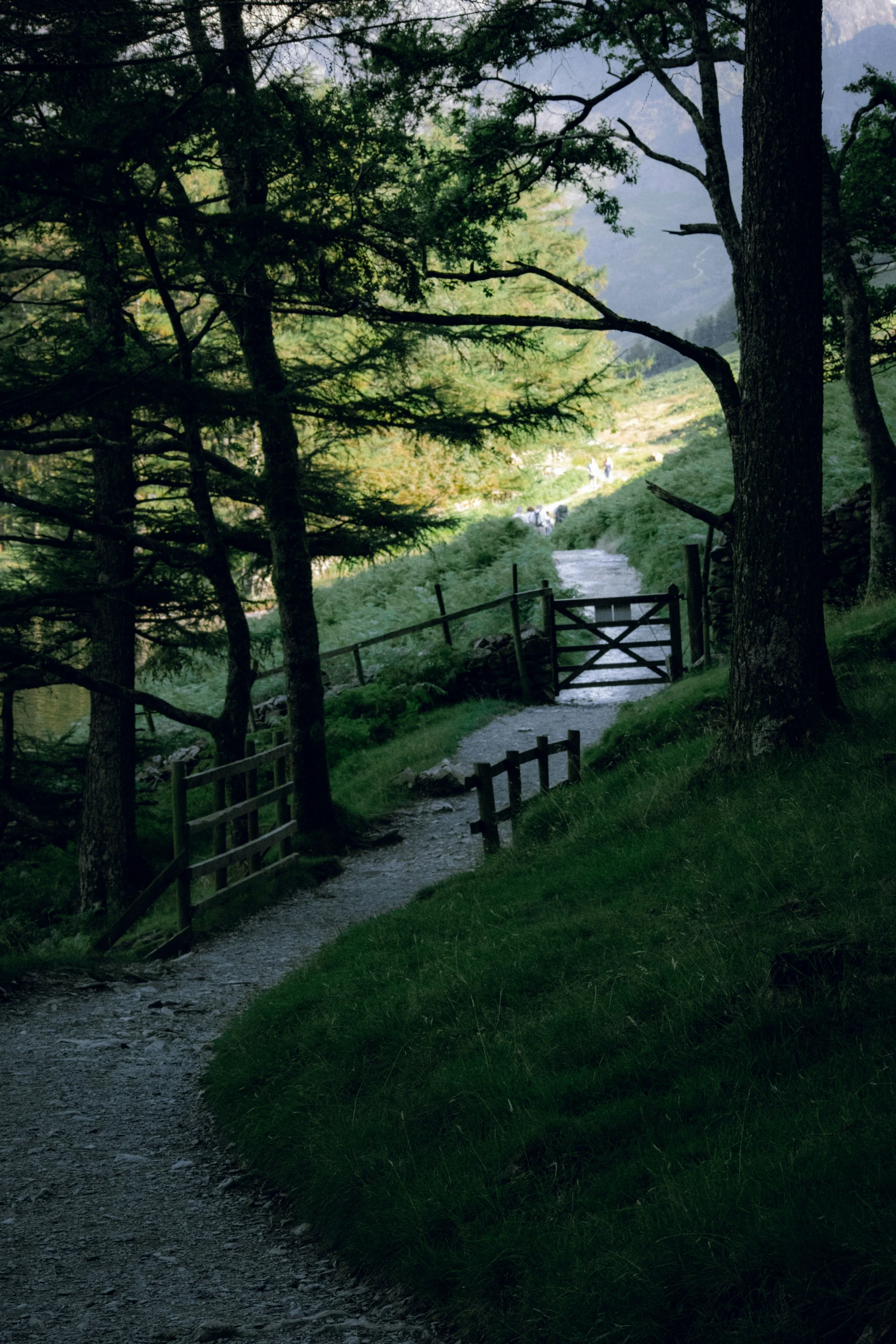 pathway to a scenic lake in forest with grass and trees