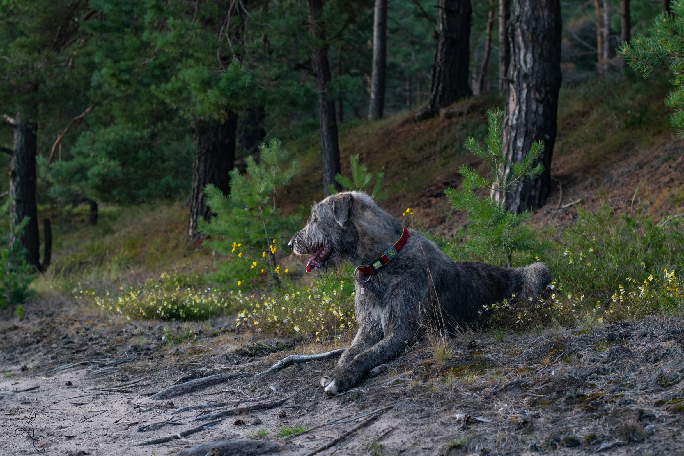 dog sitting in the middle of a path between some trees