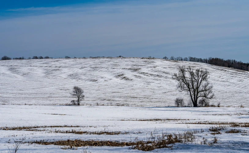 a lone tree in a snowy field near a hill