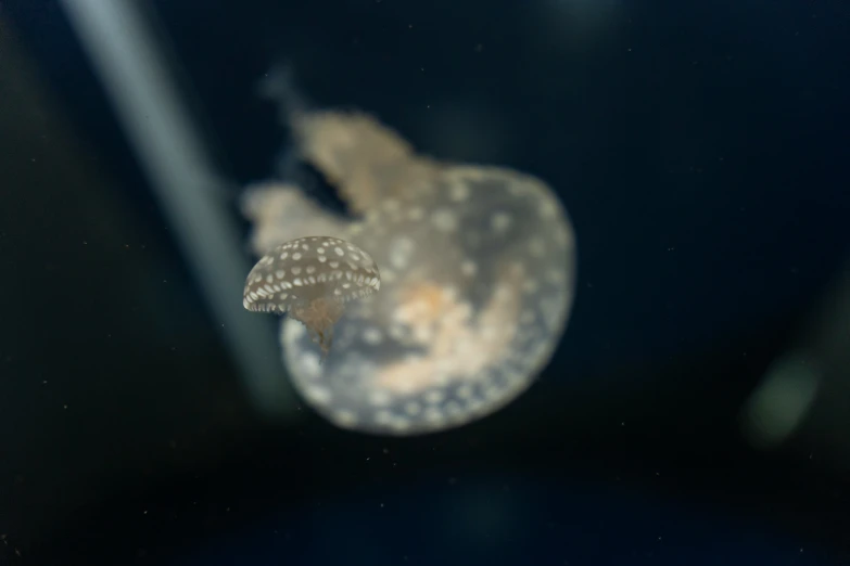 a sea snail is seen looking in a small window